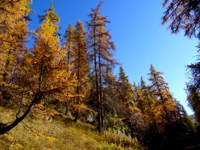Mélèzes dans la lumière automnale 