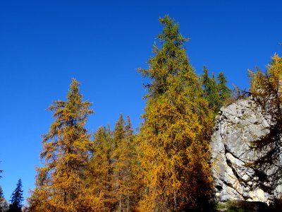 Mélèzes dans la lumière automnale 