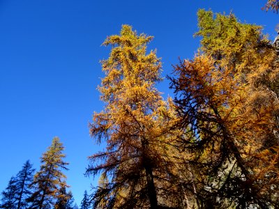 Mélèzes dans la lumière automnale 