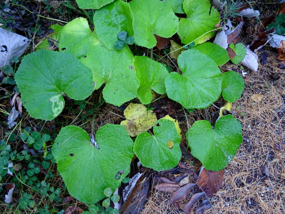 DSC02554 