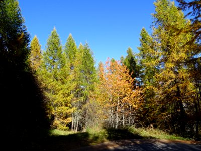 Mélèzes dans la lumière automnale 