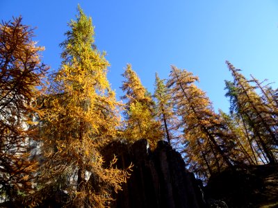 Mélèzes dans la lumière automnale 