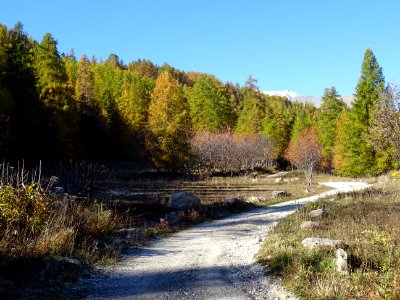Mélèzes dans la lumière automnale 