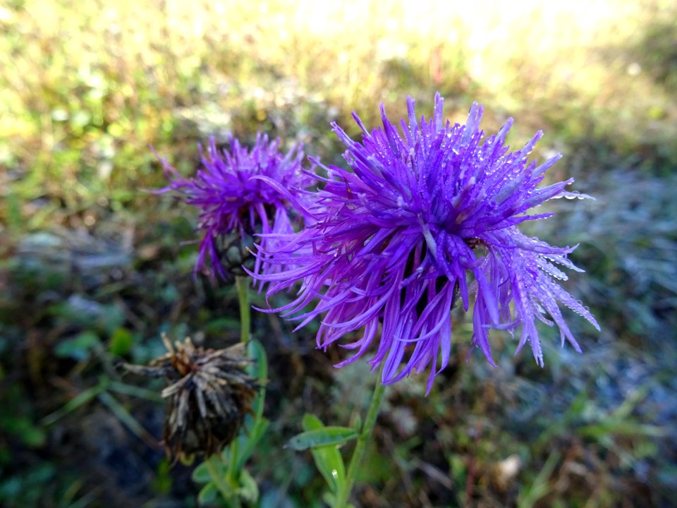 Centaurée scabieuse, Centaurea scabiosa subsp. scabiosa, A… 