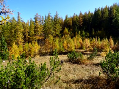 Mélèzes dans la lumière automnale 
