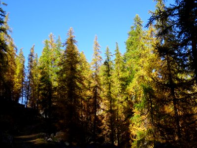 Mélèzes dans la lumière automnale 
