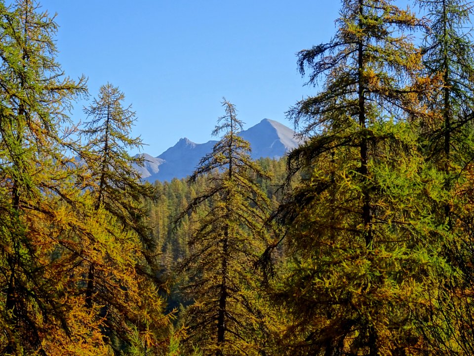 Mélèzes dans la lumière automnale, Pic de Peyre Eyraute 
