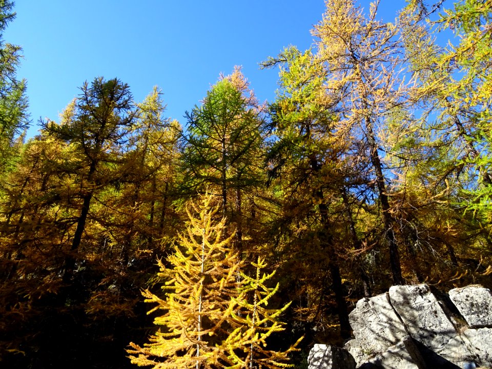Mélèzes dans la lumière automnale 
