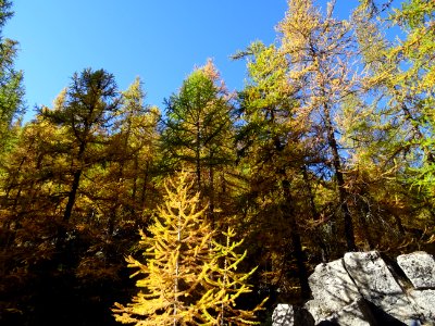 Mélèzes dans la lumière automnale 