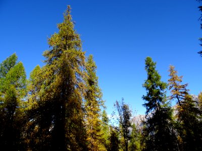 Mélèzes dans la lumière automnale 