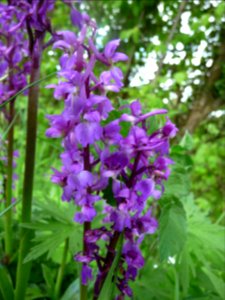 Orchis mâle, Orchis mascula, Orchidacées 