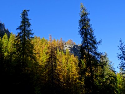 Mélèzes dans la lumière automnale 