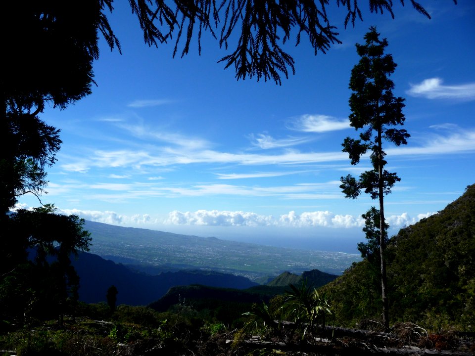Zone de coupe à blanc, en montant au Piton du Petit Mapou,… 