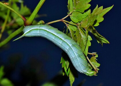 Banded sphinx caterpillar insect bug photo