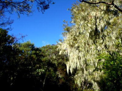 Usnée barbue, Usnea barbata, Parméliacées. Lichen filament… 