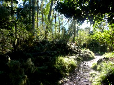 Ombre et lumière sur le sentier 