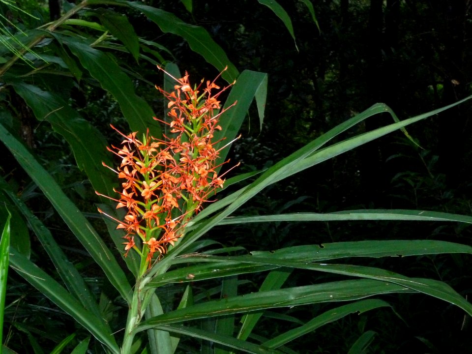 Longose à fleurs rouges, Hedychium coccineum, Zingiberacée… 