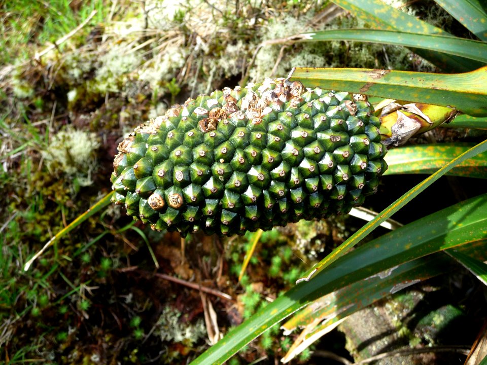 Petit vacoa, Pandanus sylvestris, Pandanacées 