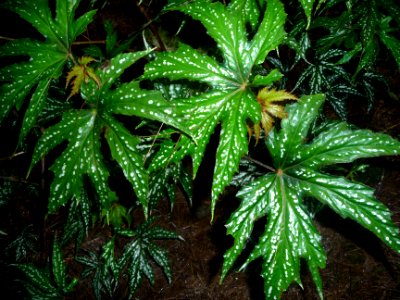 Begonia diadema, Begoniacées 