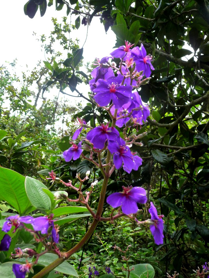 Lysandra, Tibouchina viminea, Melastomatacées 