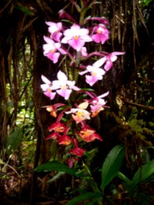 Calanthe sylvatica var pupurascens, Orchidacées 