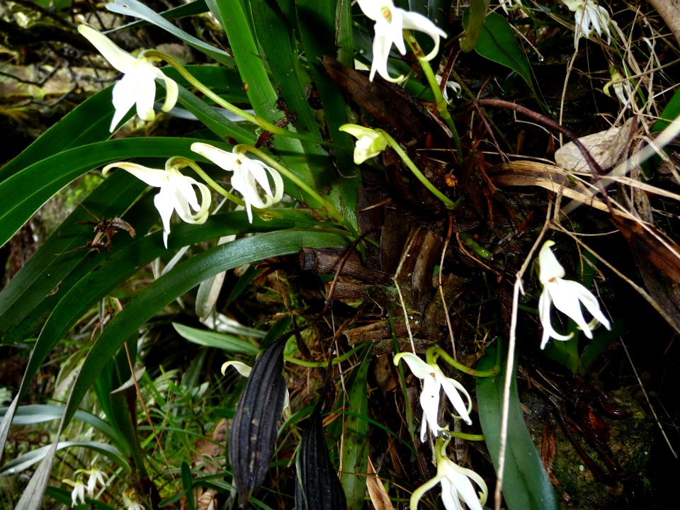 Jumellea triquetra, Orchidacées 