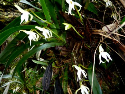 Jumellea triquetra, Orchidacées 