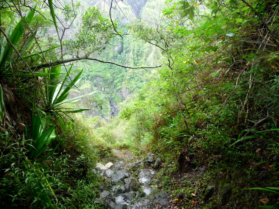 Le sentier file tout droit à travers la broussaille 