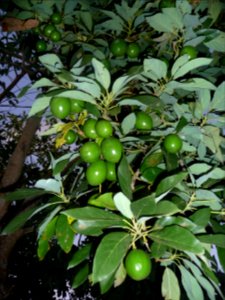 Avocatier, Persea americana, Lauracées 