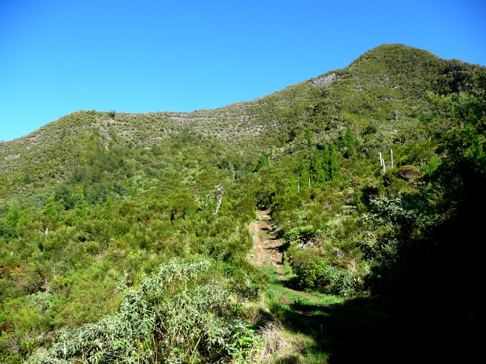 En montant vers le Piton du Petit Mapou (1946 m) 