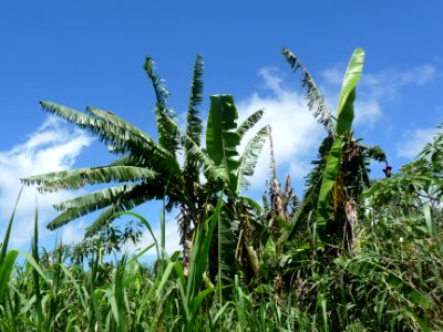 Bananiers et cannes à sucre 