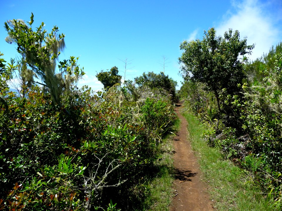 Le sentier file tout droit 