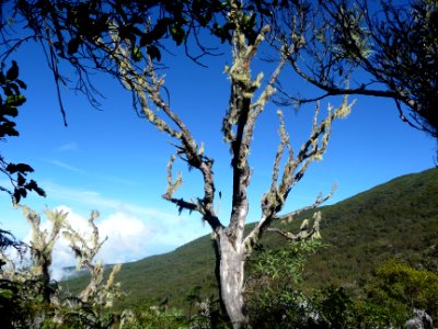 Usnée barbue, Usnea barbata, Parméliacées. Lichen filament… 