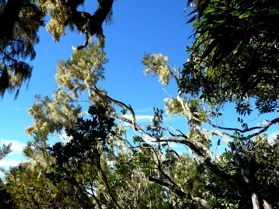 Usnée barbue, Usnea barbata, Parméliacées. Lichen filament… 
