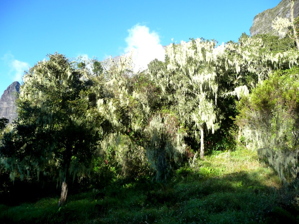 Barbe de Jupiter, Usnea barbata, Usneacées 