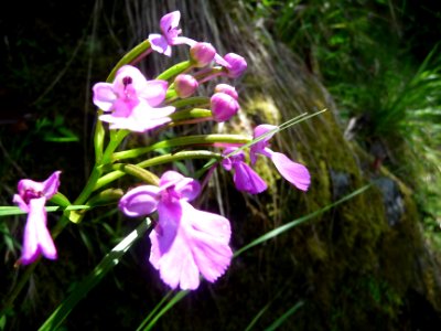 Cynorkis purpurascens, Orchidacées 