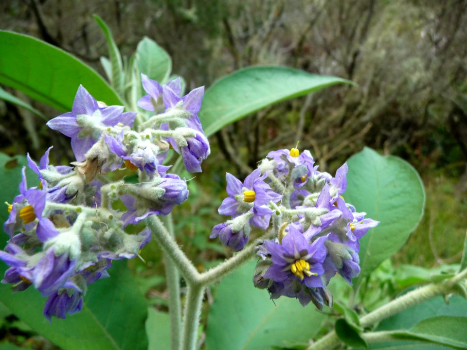 Bringellier marron, Solanum mauritianum, Solénacées 