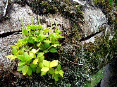 Une plante grasse épiphyte photo