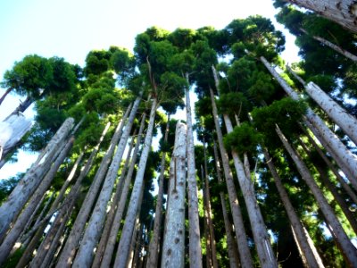 Cryptoméria du Japon ou Cèdre du Japon, Cryptomeria japoni… 