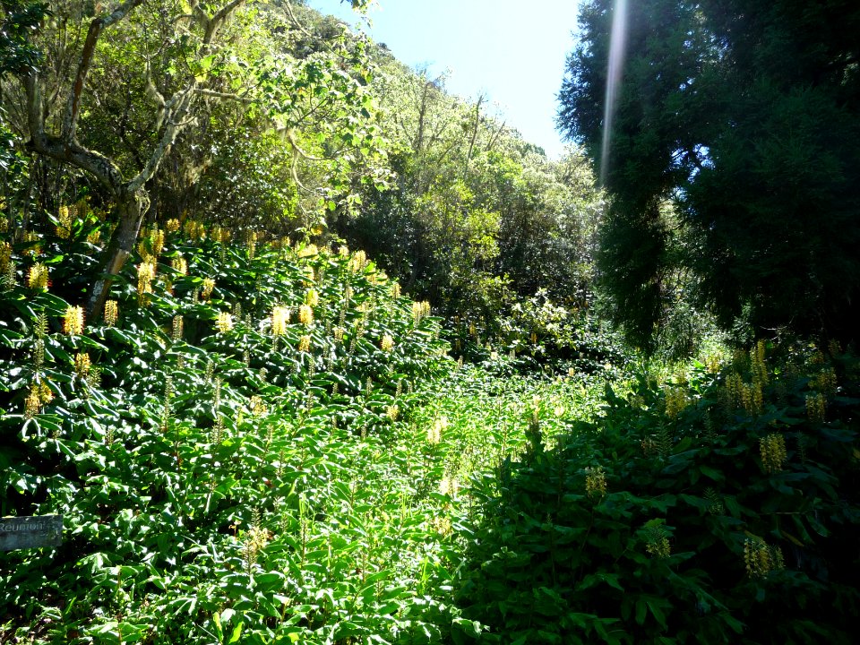 Des parterres de longoses jaunes, Hedychium gardnerianum, … 