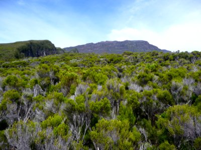 Branles verts, Erica arborescens, Ericacées et Piton des N… 