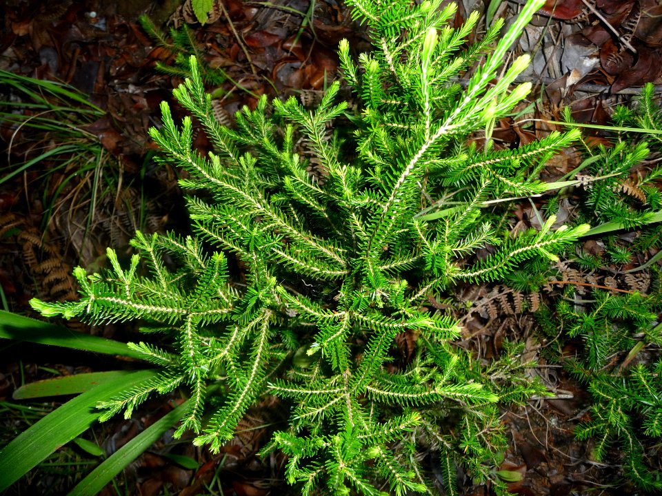 Cryptomeria du Japon, Cryptomeria japonica, Cupressacées 