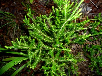 Cryptomeria du Japon, Cryptomeria japonica, Cupressacées 