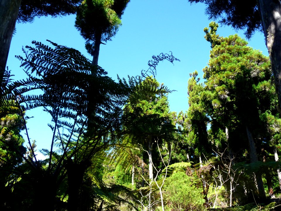 Fougères et Cryptomeria japonica, sur la route forestière … 