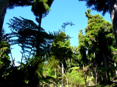 Fougères et Cryptomeria japonica, sur la route forestière … 