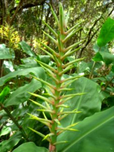 Inflorescence de Longose jaune, Zingiberacées 