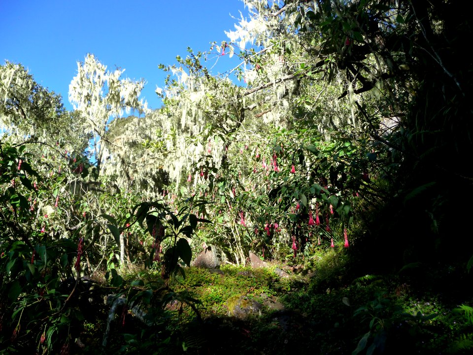Usnée barbue, Usnea barbata, Parméliacées. Lichen filament… 