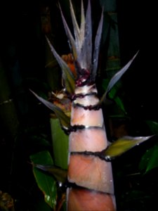 Pousse de bambou géant 