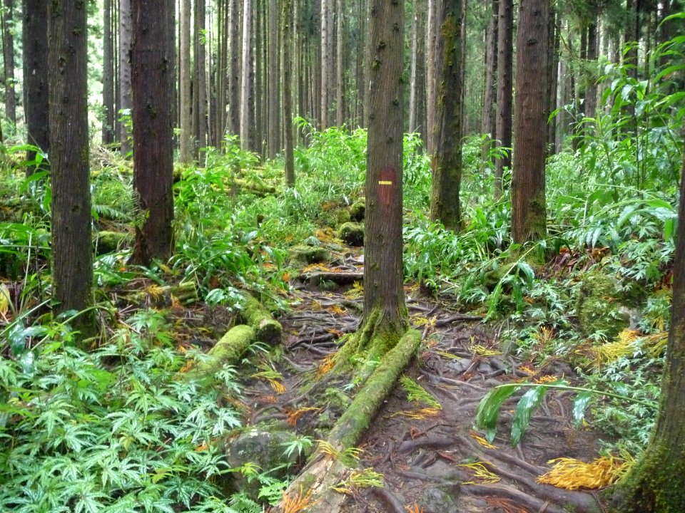 Forêt de Terre Plate 