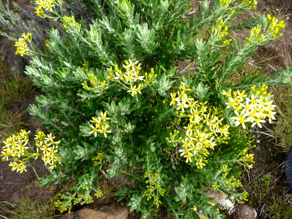 Hubertia ambavilla, Astéracées 